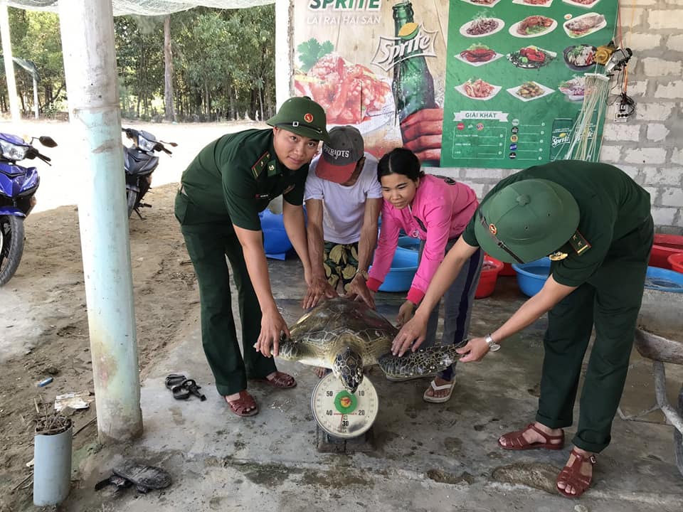 Thả cá thể vích nặng 33kg về biển