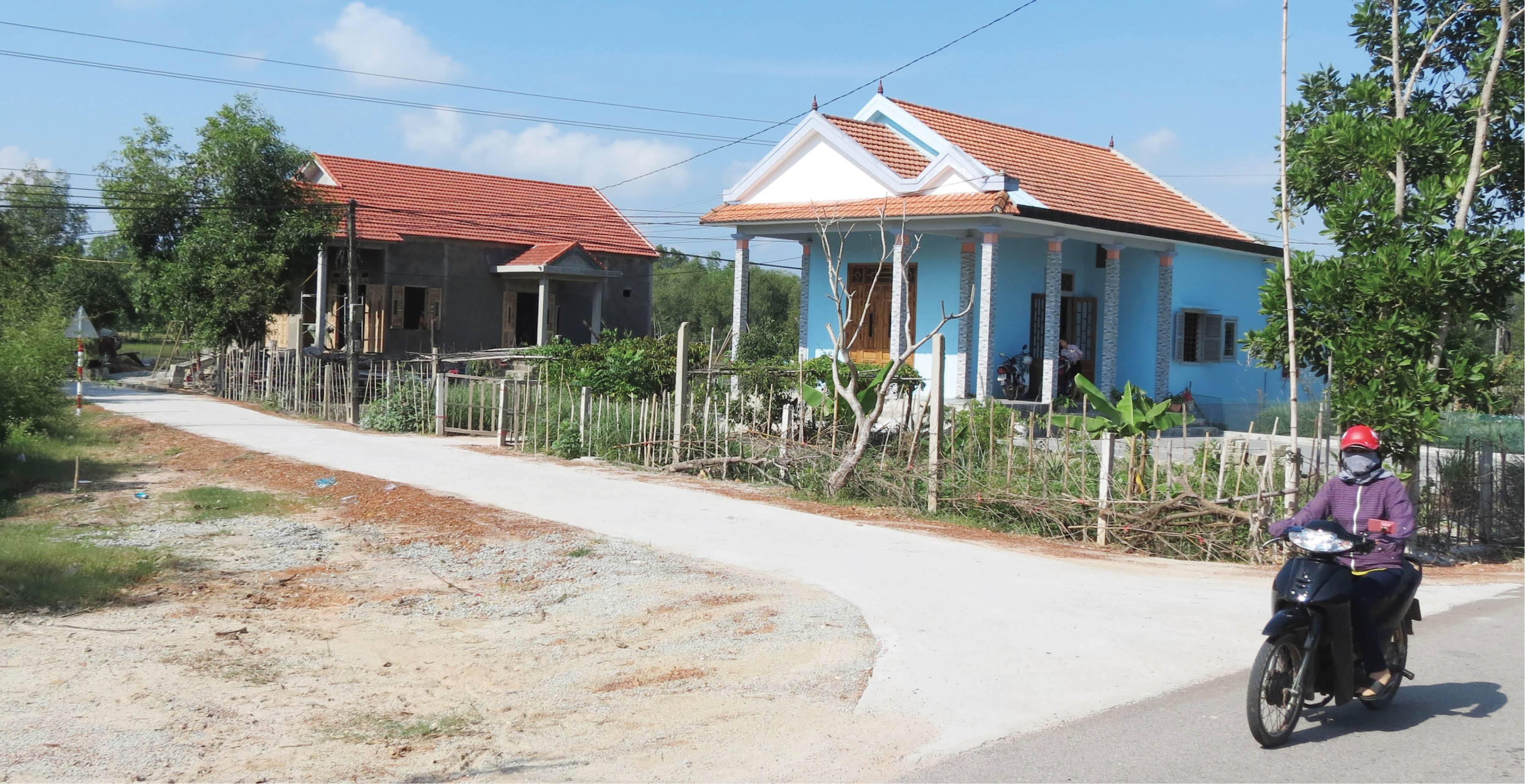 Xanh trên vùng cát