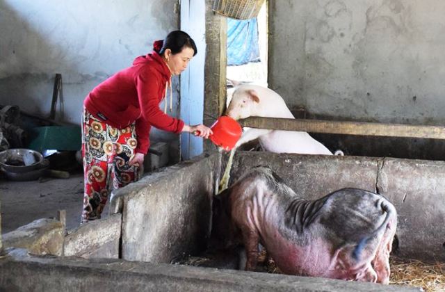 Chủ động nguồn giống sau dịch