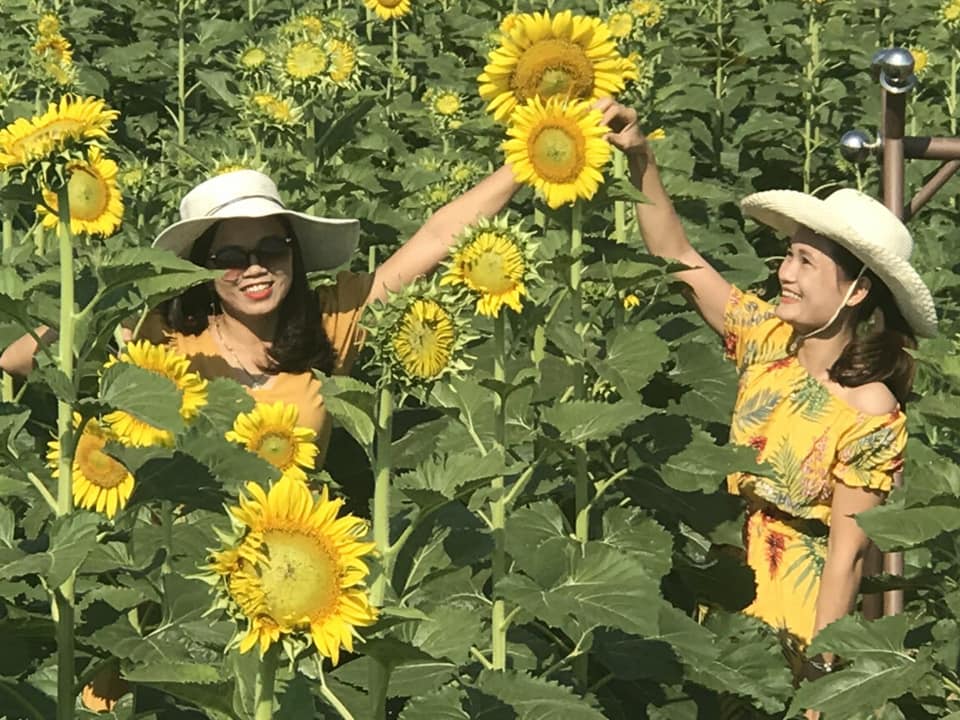 Khu vườn hoa mặt trời giữa lòng thành phố