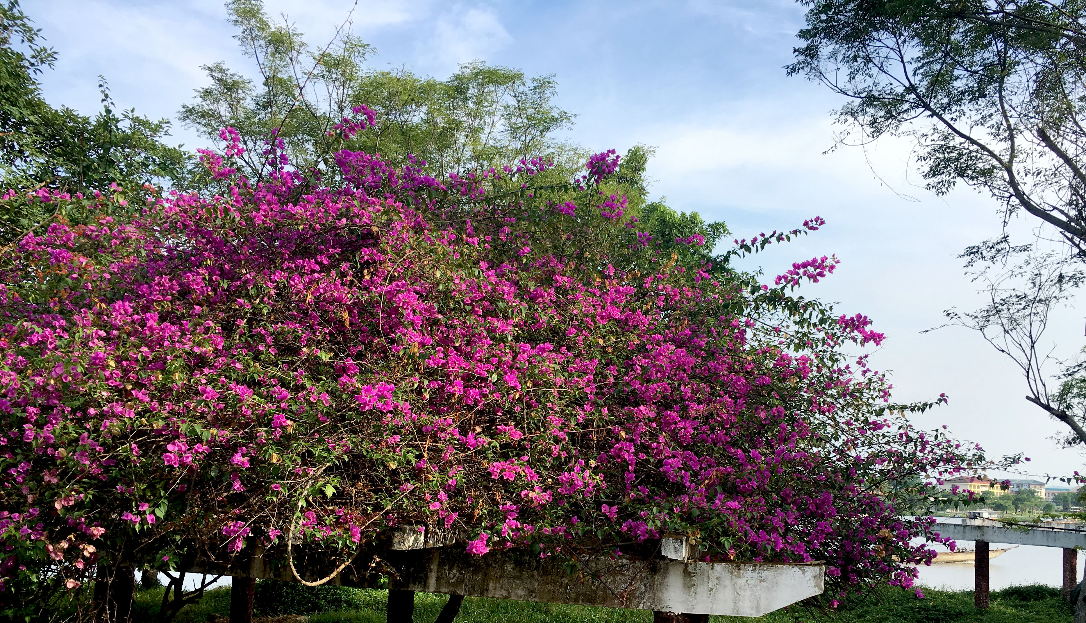 The glamor of bougainvillea