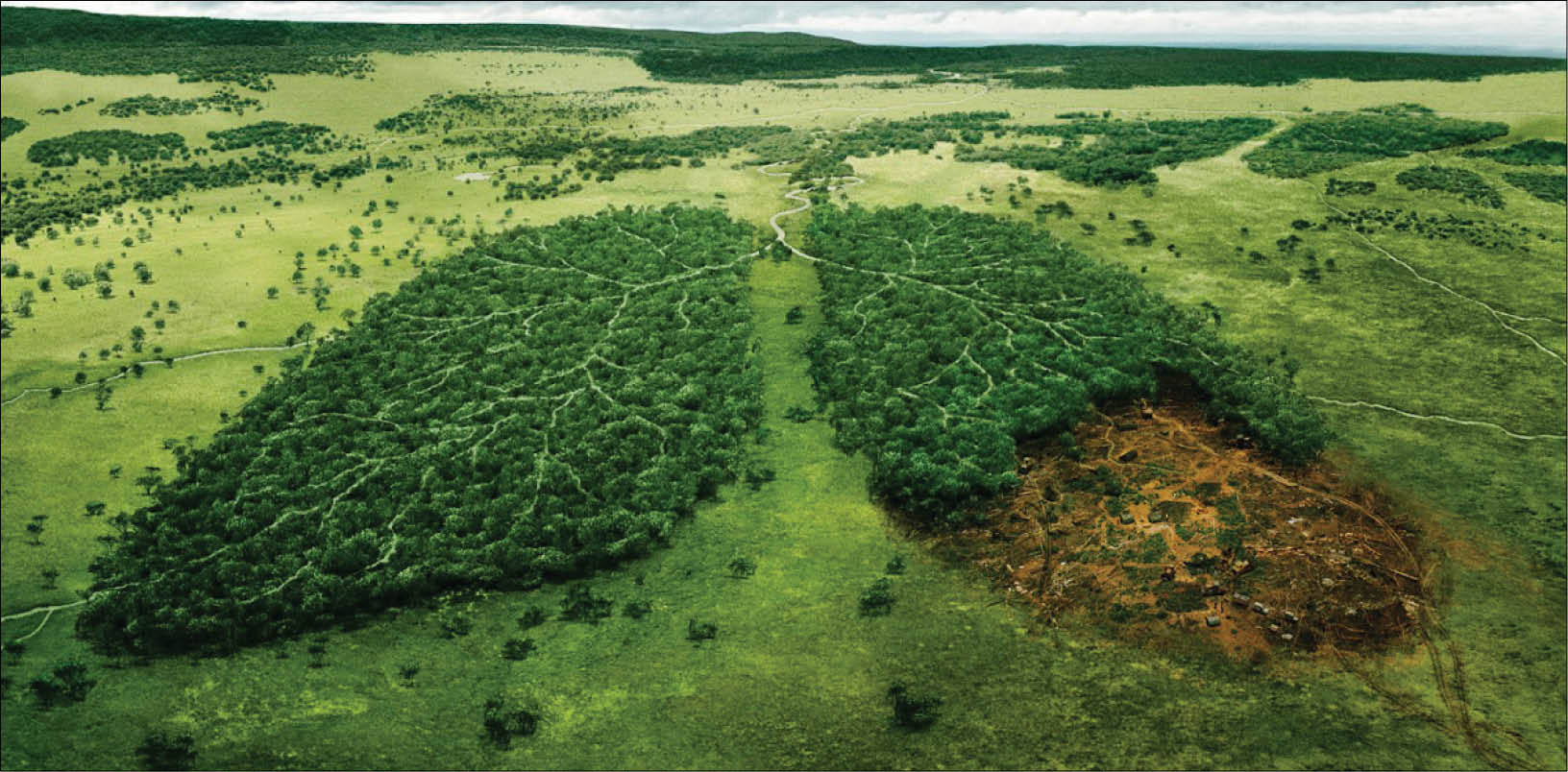 LHQ ngày càng nâng cao vai trò bảo vệ rừng