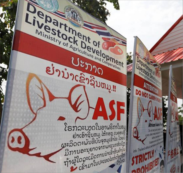 Thái Lan “báo động đỏ” về dịch tả lợn châu Phi