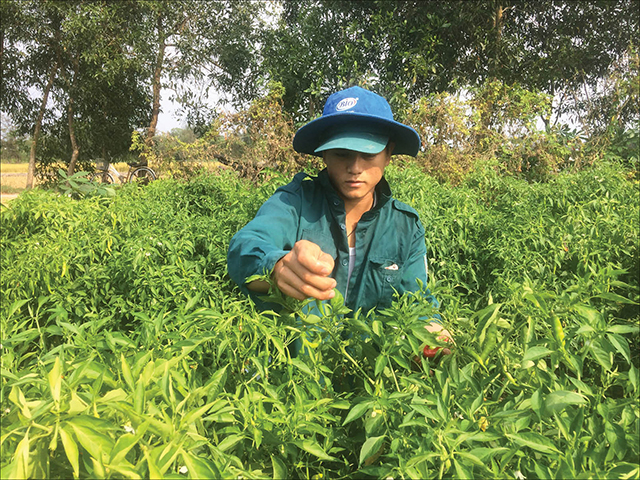 Chàng trai trẻ nghĩ cách trồng ớt trái vụ