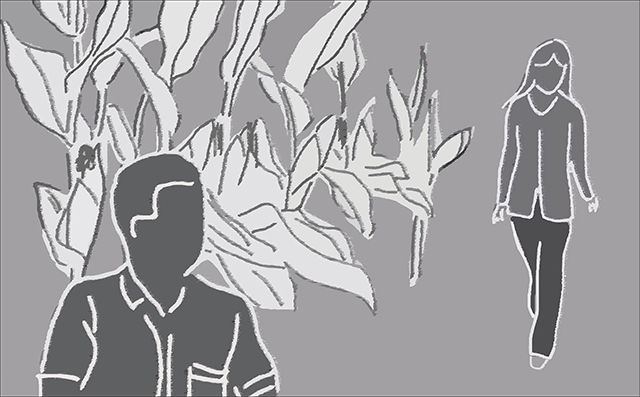 Hẹn mùa bắp trổ bông