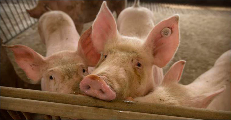 Triều Tiên xác nhận bùng phát dịch tả lợn châu Phi