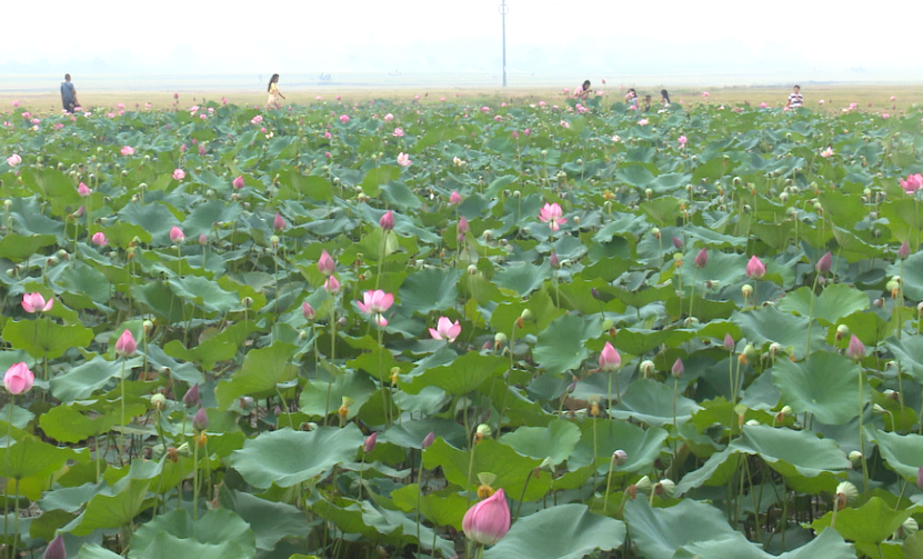 Đồng sen ven lộ