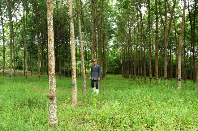 Mủ cao su tăng giá, người trồng vơi bớt nỗi lo