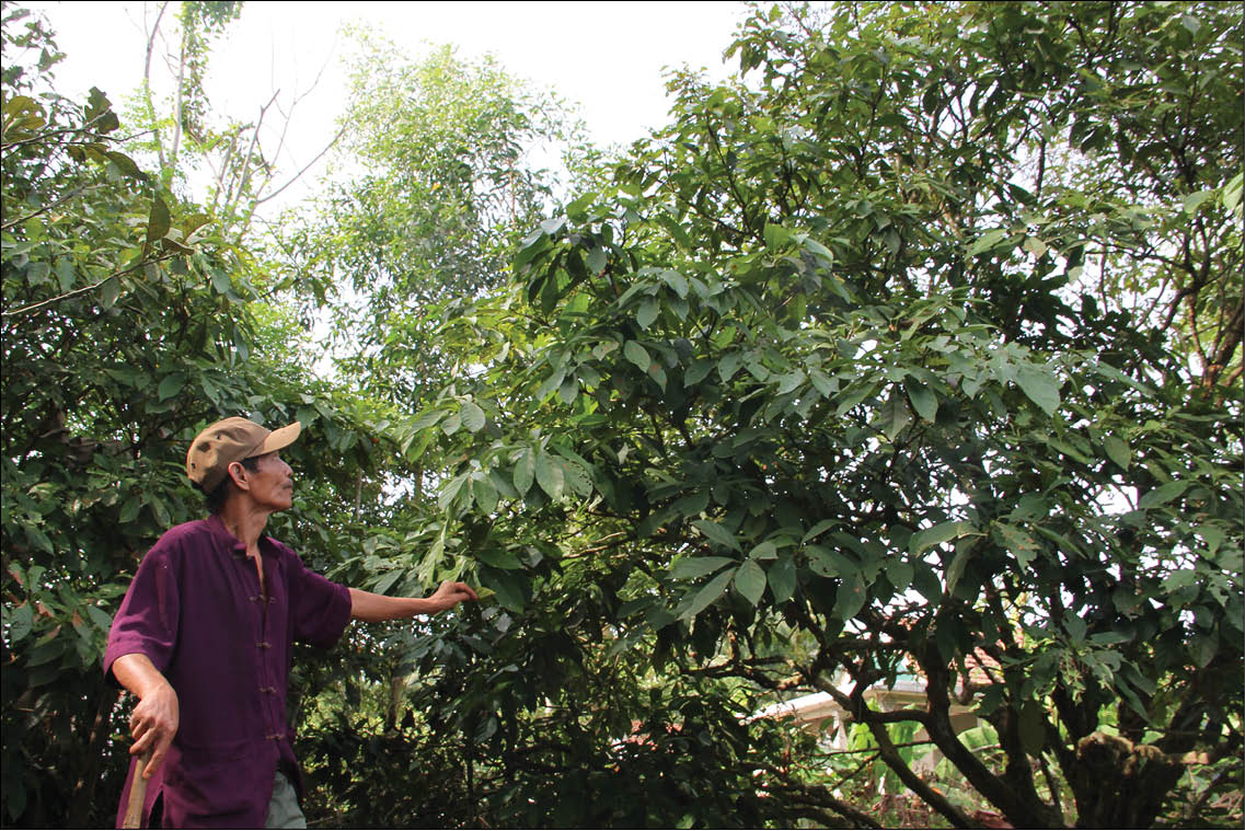 Dâu Truồi mất mùa