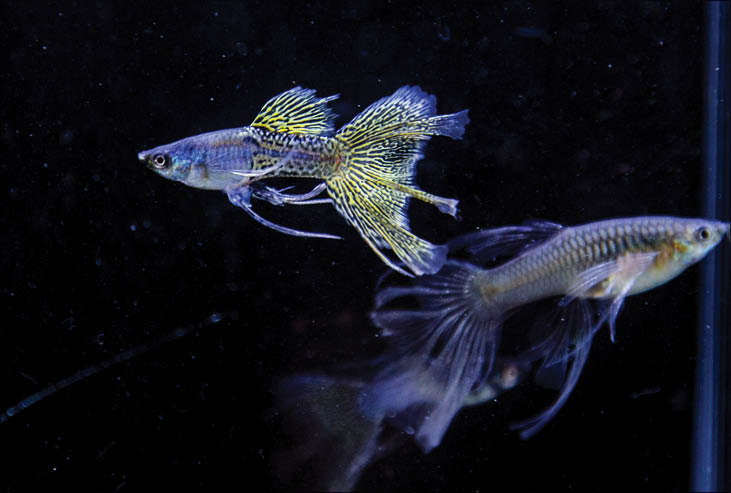 Keeping guppies as a hobby in Hue