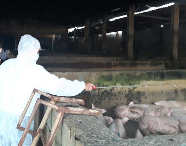 Quảng Điền huy động nguồn lực, chống dịch tả lợn châu Phi bằng nhiều hình thức