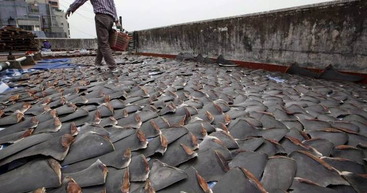 Canada cấm buôn bán, xuất nhập khẩu vây cá mập