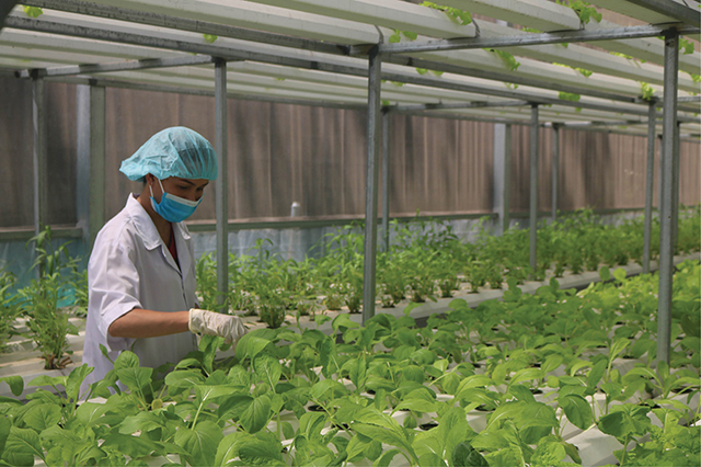 Agricultural development in an adaptive direction in Hue