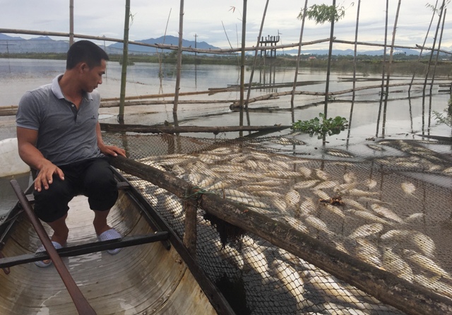 Gần 40 tấn cá lồng nuôi chết trên sông Đại Giang