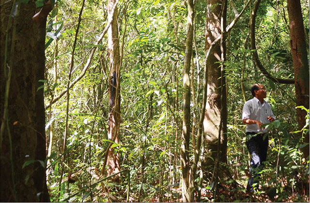 Rừng nguyên sinh sát cạnh đô thị