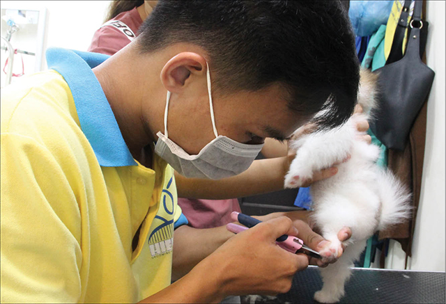 Grooming - nghề non trẻ nhưng cho thu nhập hấp dẫn