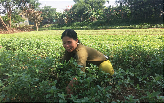 “Linh hồn” của làng rau