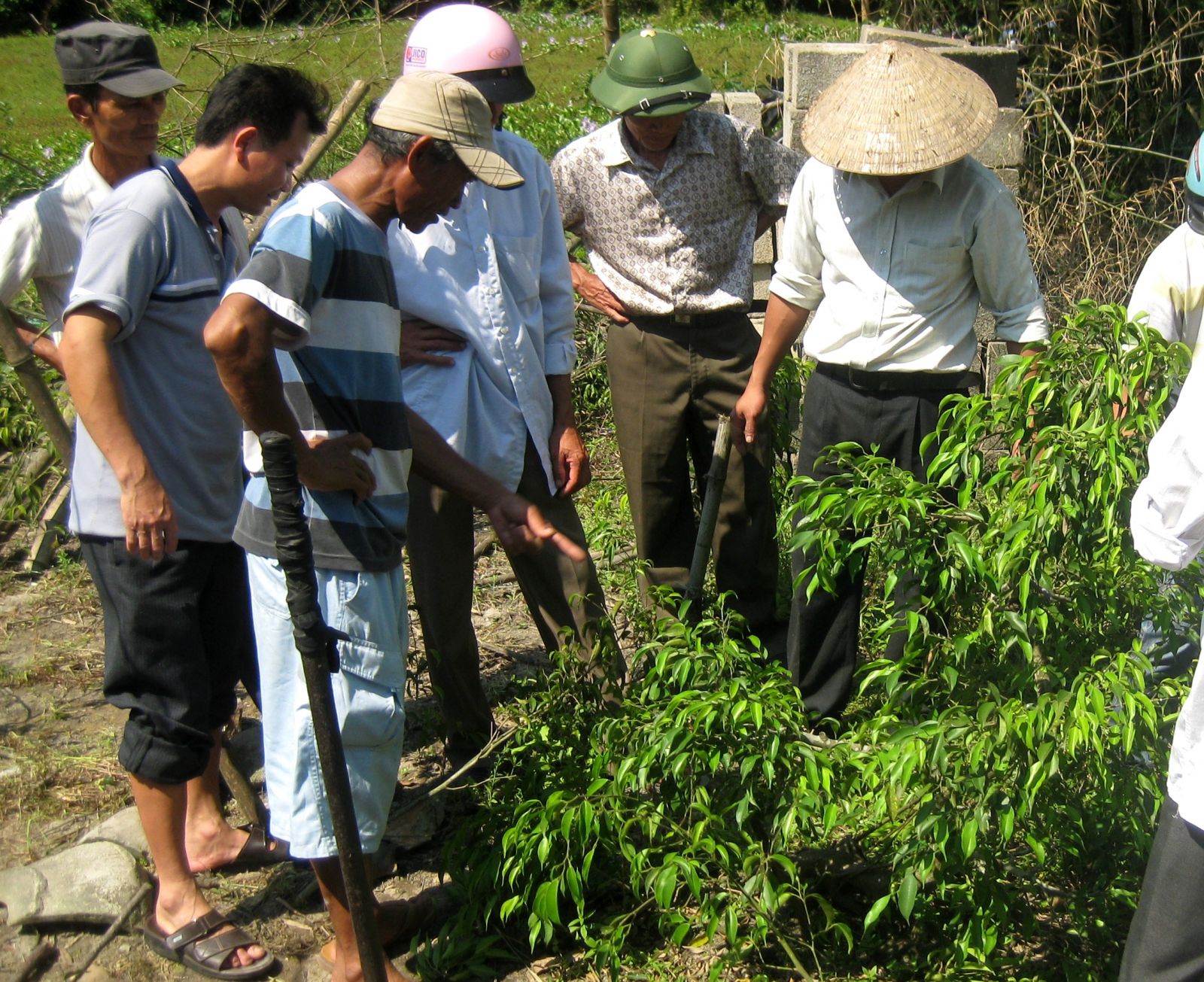 Training the work of cultivation and care of bonsai trees for farmers