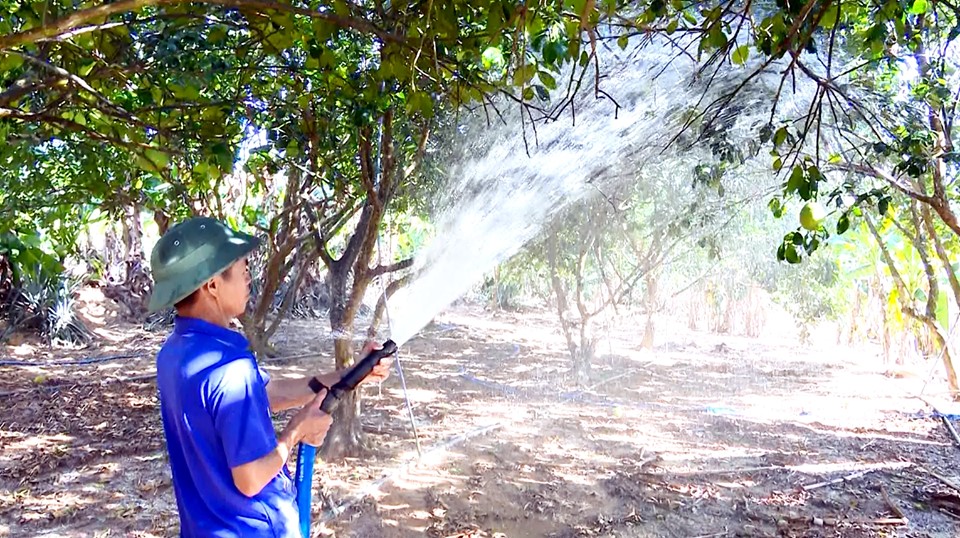 “Giải hạn” cho cây thanh trà