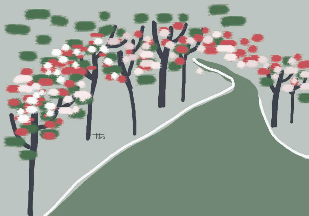 Muồng hoa đào khoe sắc bên dòng An Cựu