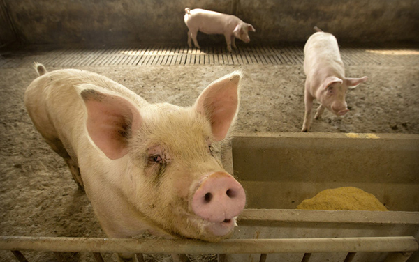 Dịch tả lợn châu Phi bùng phát quy mô lớn ở Bulgaria