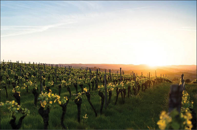 Pháp Ngành sản xuất rượu vang “chịu thiệt” do sóng nhiệt