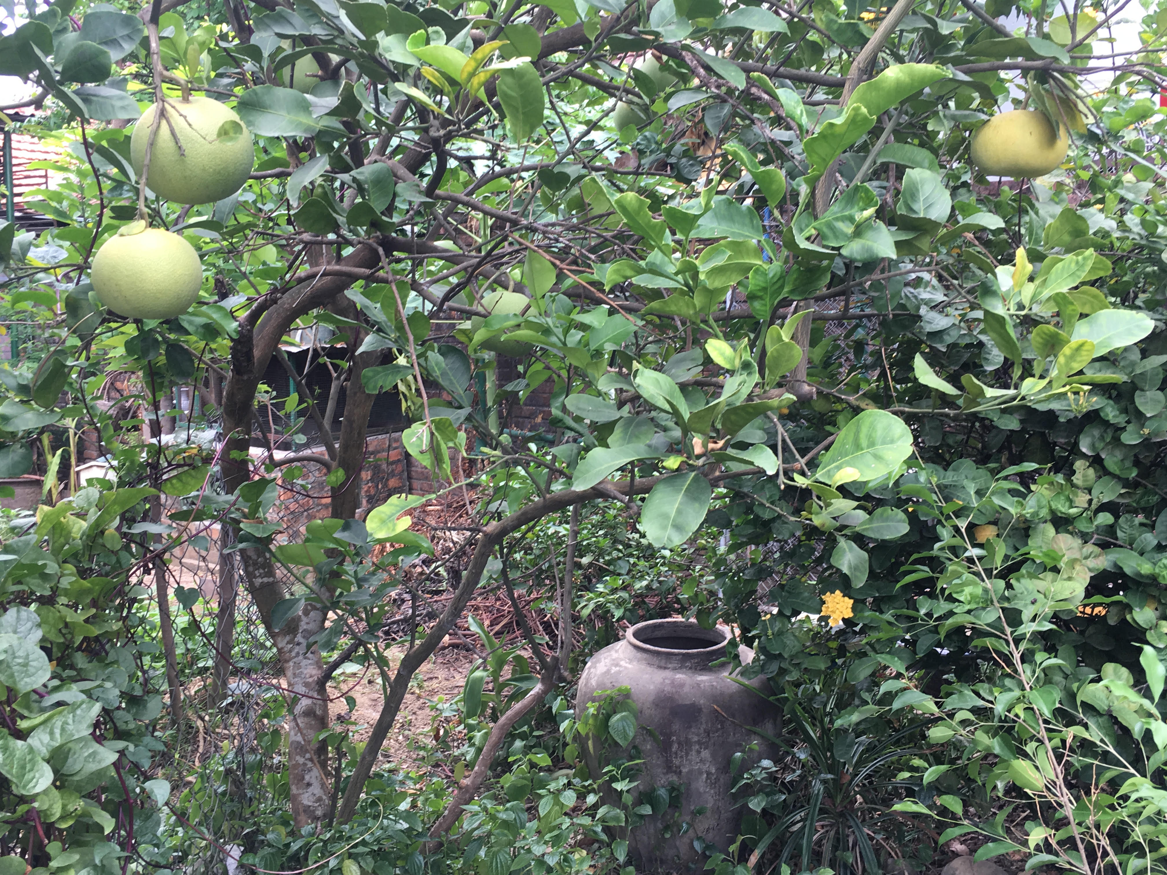 Mother’s green garden
