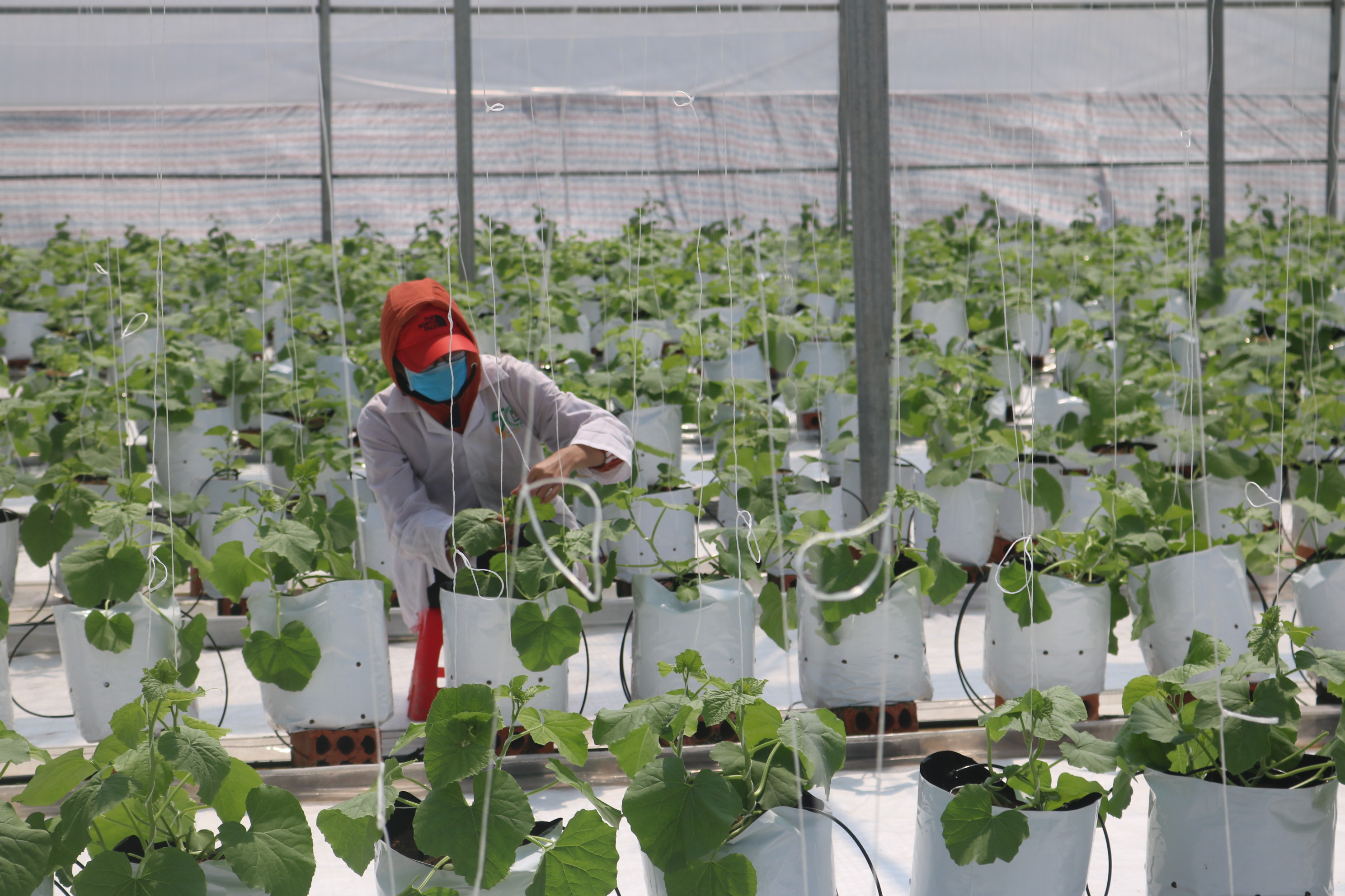 Thêm cơ hội cho nông nghiệp công nghệ cao