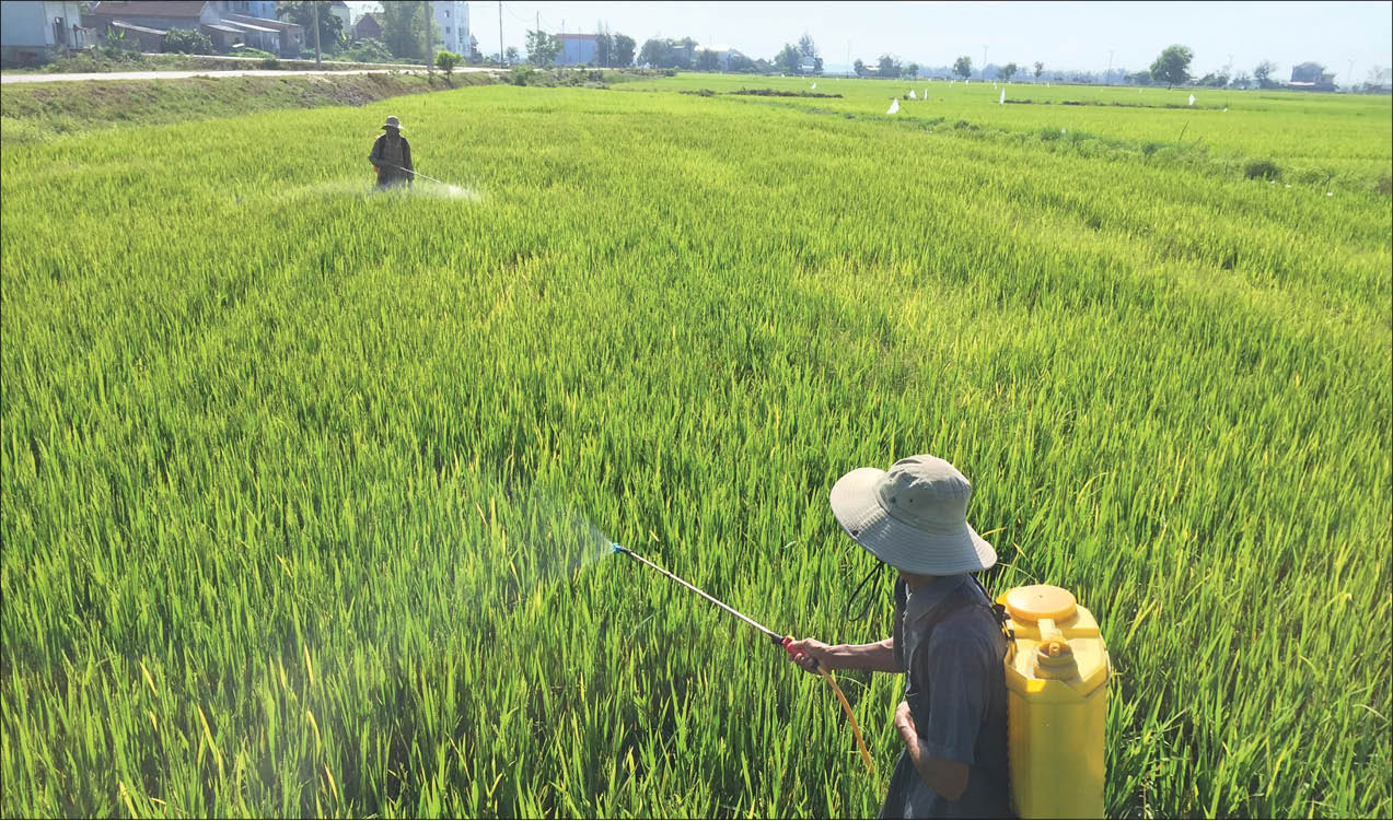 Bất cập quản lý chất cấm trong nông nghiệp - Kỳ 1 Mua thuốc cấm dễ như  mua rau