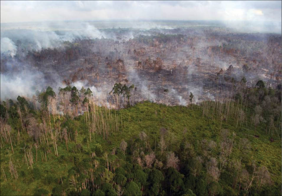 ASEAN kêu gọi hành động kịp thời để chống cháy rừng và ô nhiễm khói mù