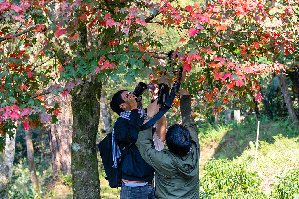 Bạch Mã mùa hoa khoe sắc