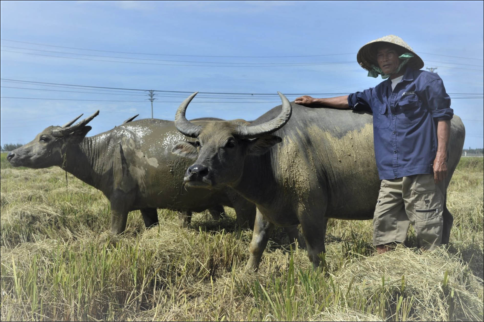Trâu khóc, người cũng khóc