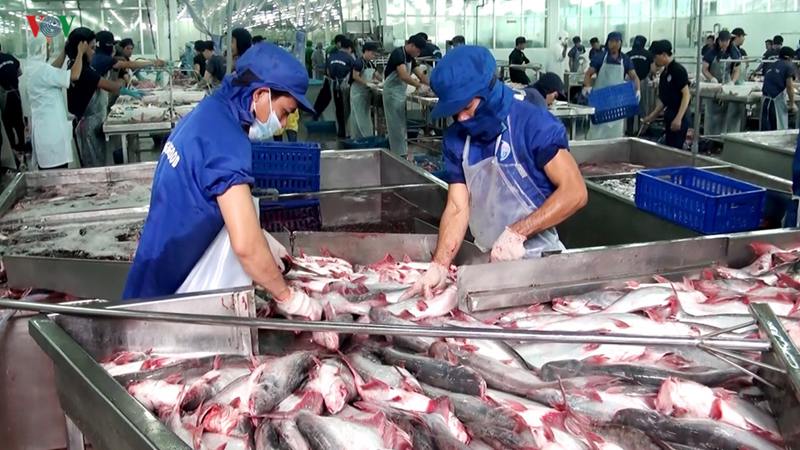 Giá cá tra giảm chạm đáy, mục tiêu xuất khẩu thuỷ sản 10 tỷ USD gặp khó