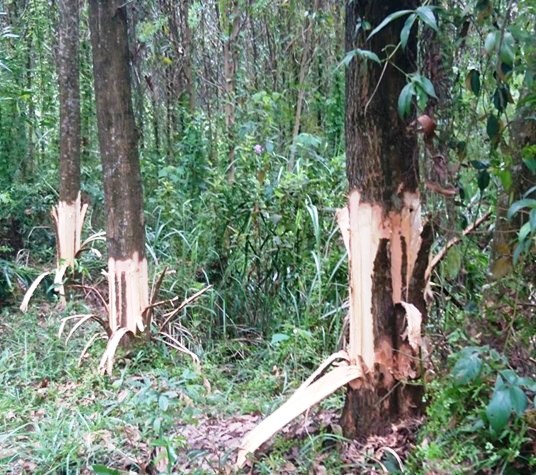 Kết luận của Huyện ủy Phong Điền đối với hành vi sai trái của ông Trần Văn Cân