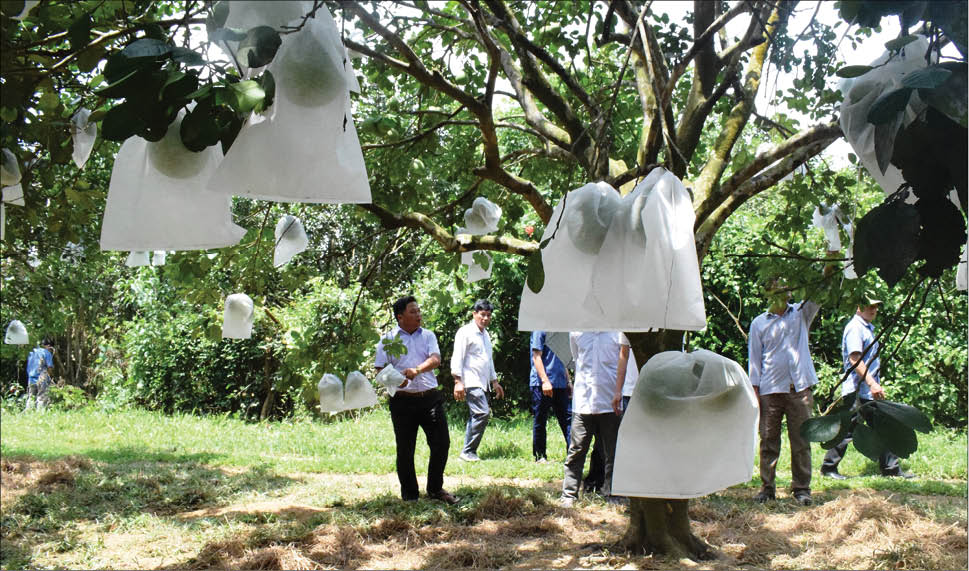 Thanh trà mất mùa, người trồng thất thu