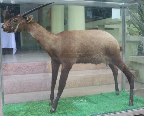 Central Coast Museum of Nature received 11 precious animal specimens