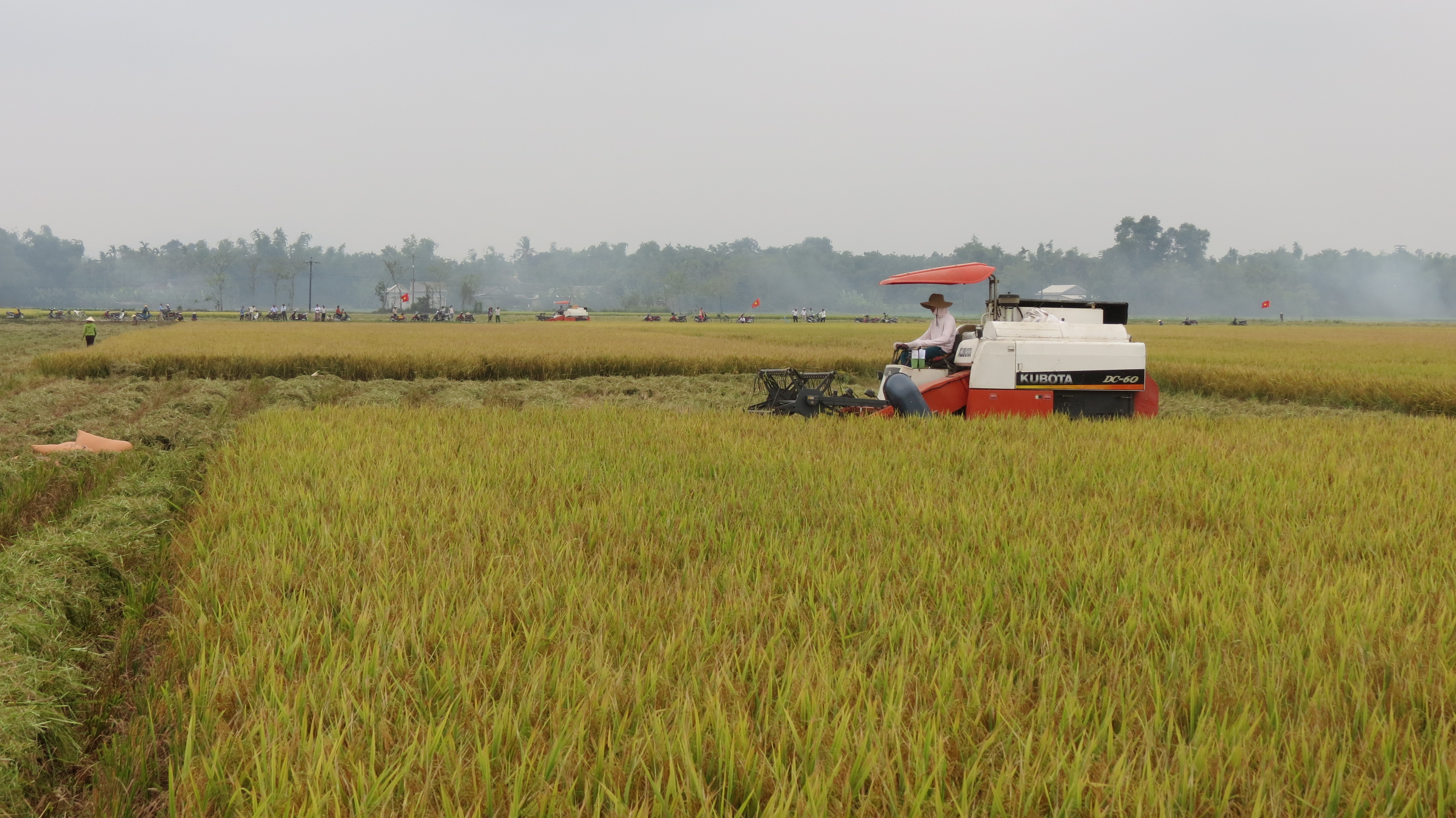 Phong Điền 
Năng suất lúa vụ hè thu giảm 5,5 tạ ha do thời tiết nắng nóng