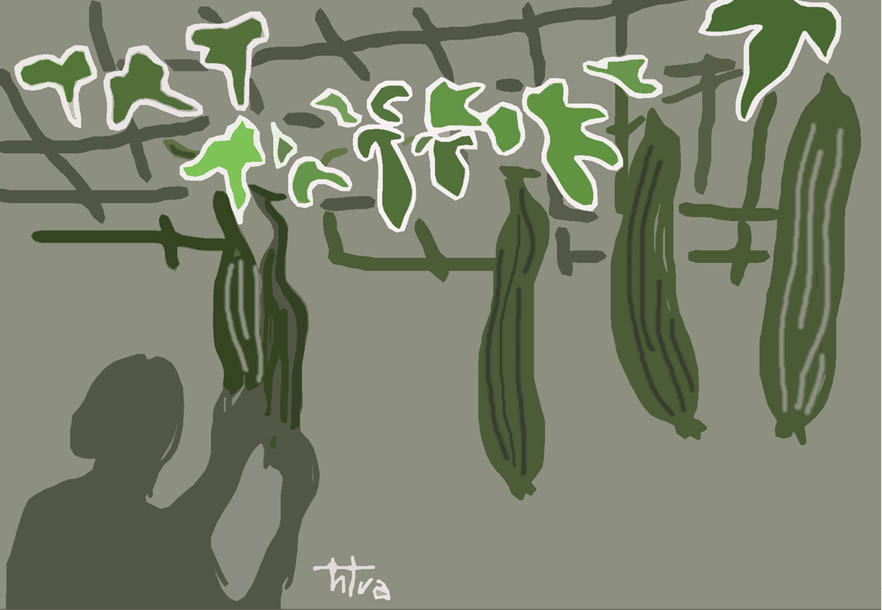 Hoa mướp dưới chân cầu