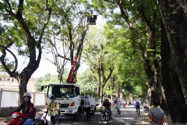 Cắt tỉa cây xanh giảm bóng mát nhưng hạn chế rủi ro mùa mưa bão