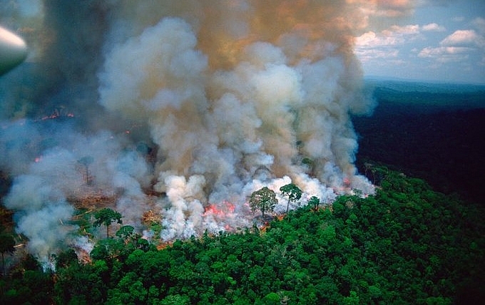 Pháp và Liên Hiệp quốc kêu gọi gấp rút triển khai hành động bảo vệ rừng Amazon