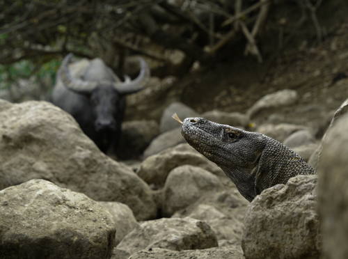Indonesia đóng cửa Công viên quốc gia Komodo để bảo tồn