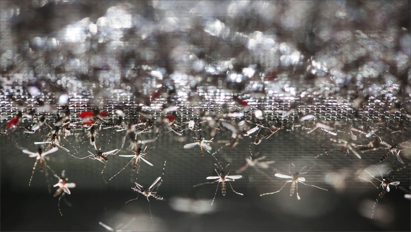 Sốt xuất huyết lan rộng ở châu Á