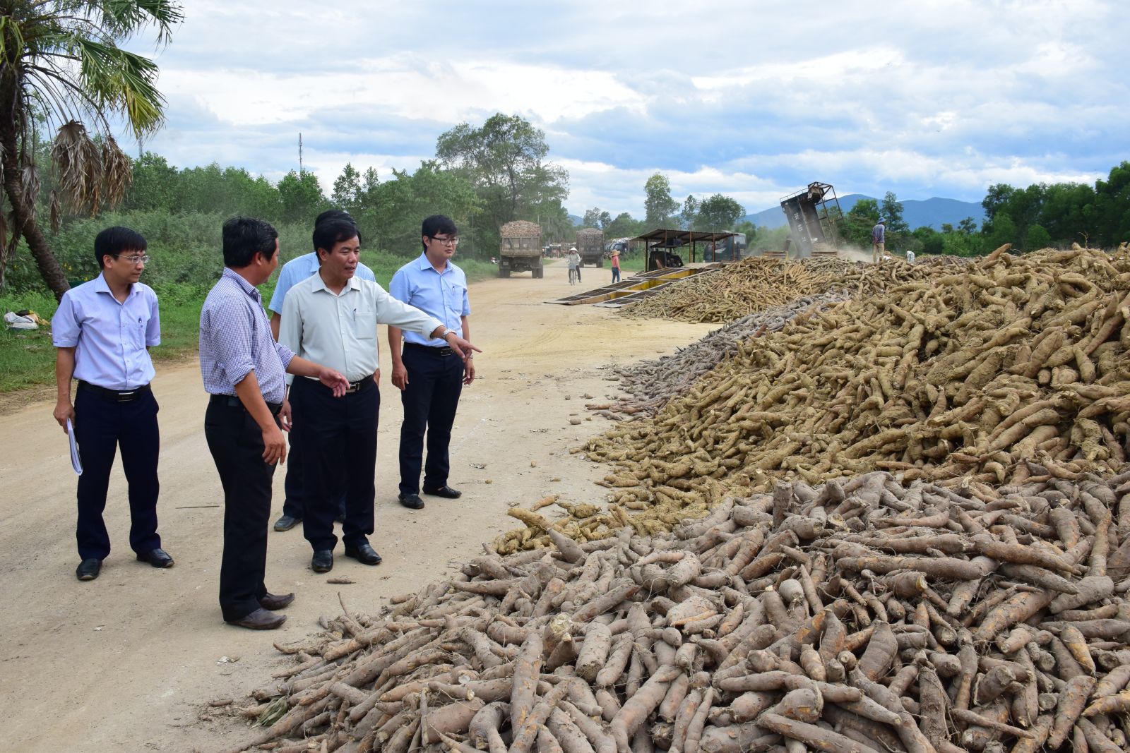 Cần chủ động phương án thu hoạch sắn