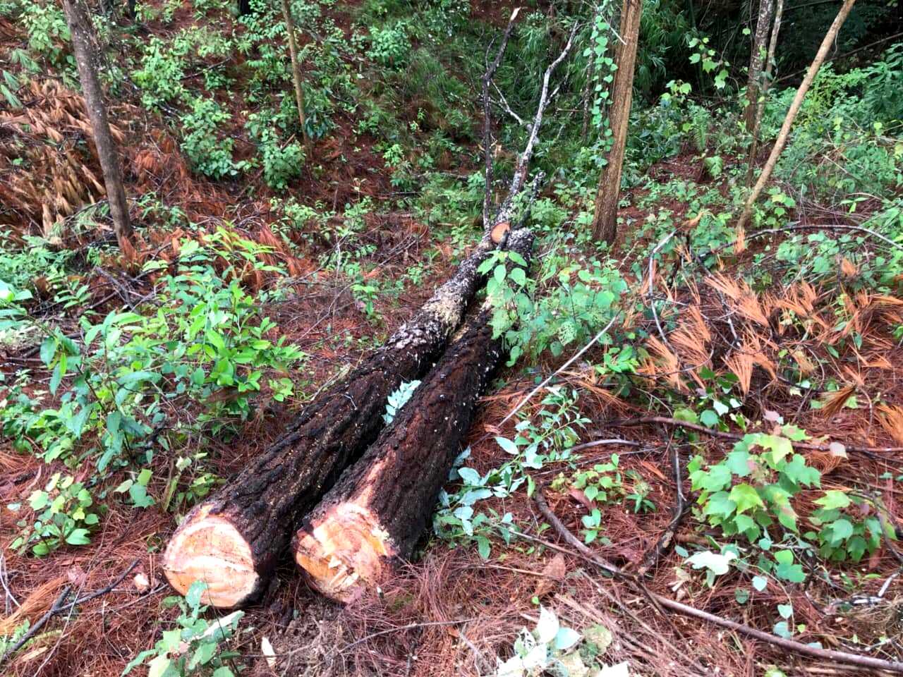 Tu sĩ Đan viện Thiên An cưa hạ rừng thông trái phép