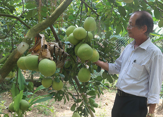 Từng bước tái cơ cấu nông nghiệp
