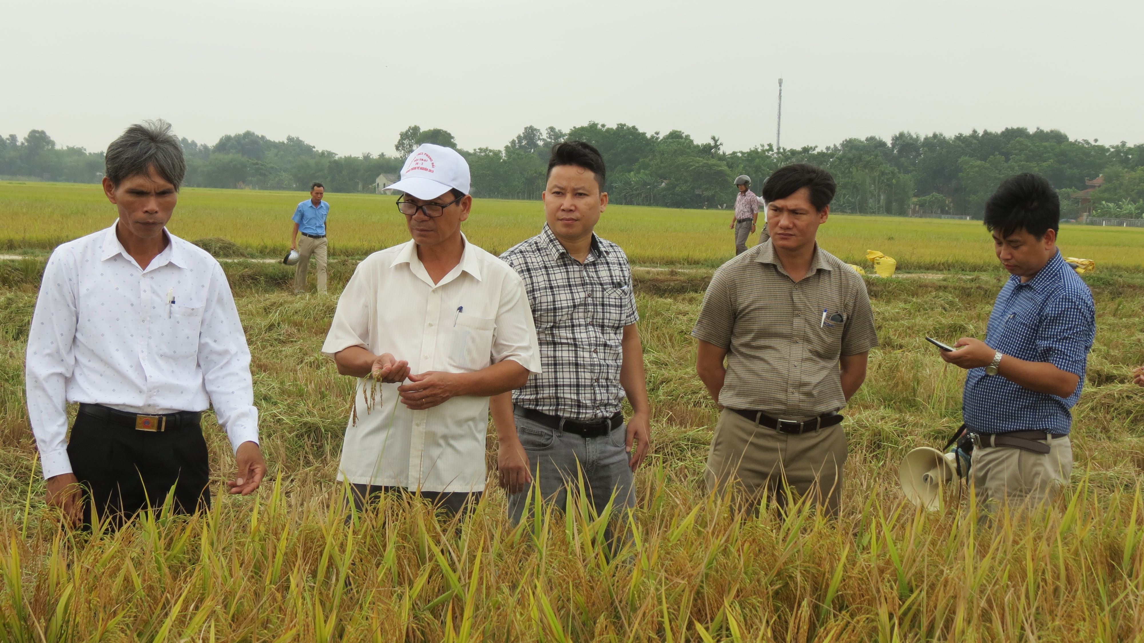 Giới thiệu một số giống lúa mới có triển vọng tại huyện Phong Điền