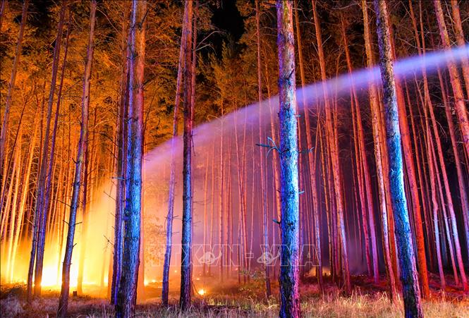 Đức chi 800 triệu Euro để trồng rừng