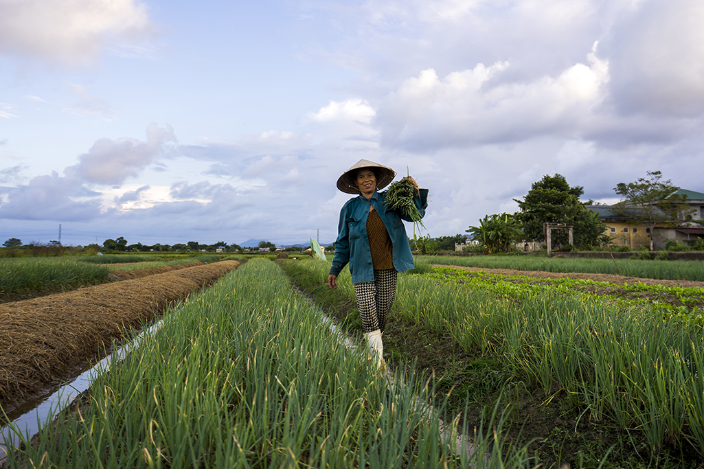 Hành lá Hương An - Từ làng ra phố