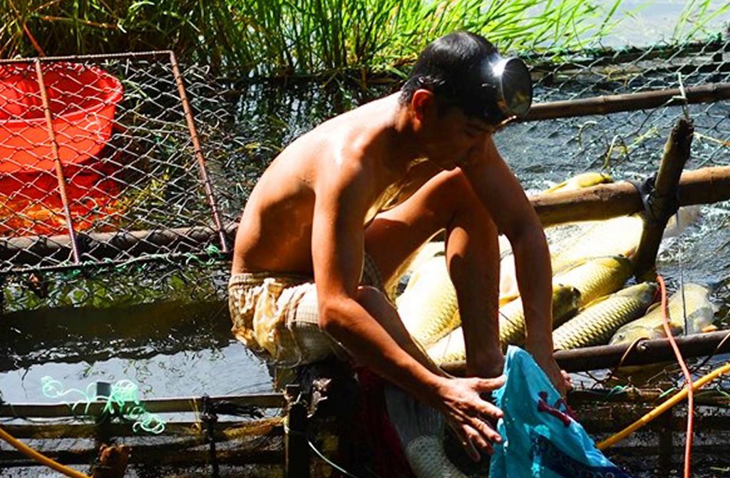 Cần quy hoạch vùng nuôi cá lồng