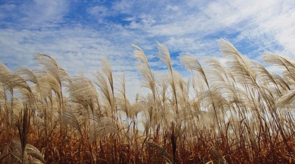 Hàn Quốc Háo hức lễ hội Silver Grass Seoul diễn ra vào cuối tuần này